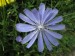 019 Čekanka obecná (Cichorium intybus L.)  - květ