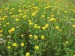 030 Kopretina vratič (Chrysanthemum vulgare L.) 