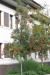 044 Jeřáb ptačí (Sorbus aucuparia L.)