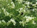 046 Jerlín japonský (Sophora japonica L.) 