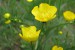 142 Pryskyřník zlatožlutý  (Ranunculus auricomus L.) - Jedovatý