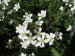 147 Rožec polní (rolní) - Cerastium arvense L.
