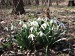 175 Sněženka bílá (Galanthus nivalis L.)  - 21.3.2012
